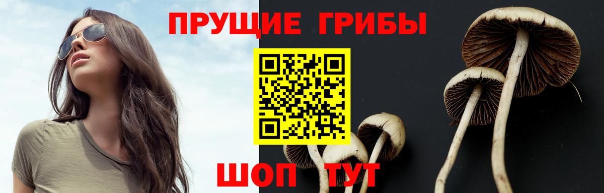 Шали  Галлюциногенные грибы Cubensis  Вход с VPN 